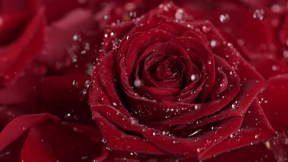Super Slow Motion Shot of Water Drops Falling and Splashing on Red Rose Bloom at 1000 Fps