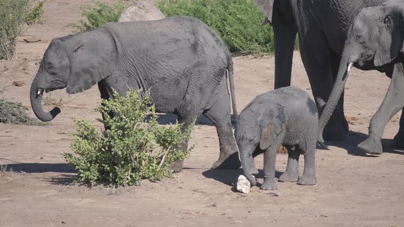Baby elephants playing with a chalk stone