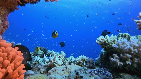 Marine Clownfish