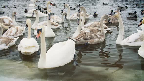 Swans on Water By the Riverbanck During Winter