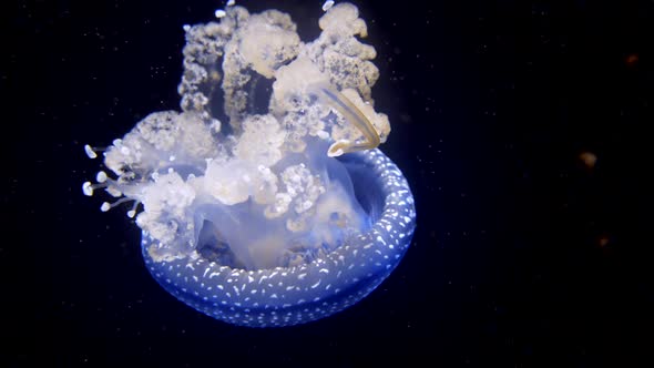 Phyllorhiza Punctata Jellyfish floating in clear water deep in the ocean,macro