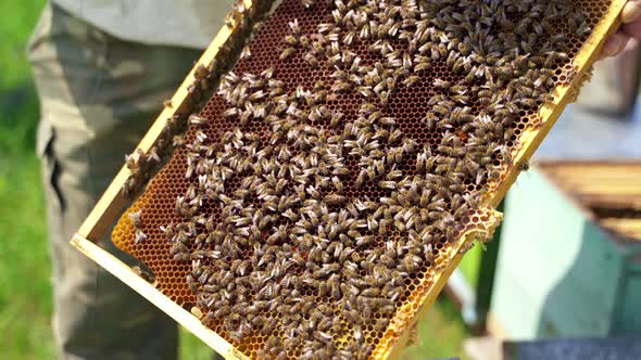 Bees producing honey