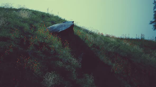 Foggy Summer Morning in the Mountains