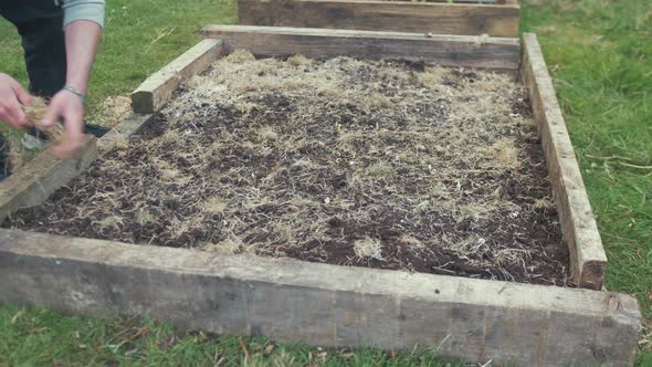 Scattering hay mulch thinly over raised garden bed