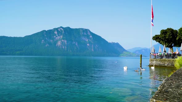 White swans on Lake Lucerne in Switzerland.