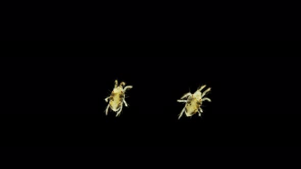 An Ordinary Spider Mite Under a Microscope, the Tetranychidae Family