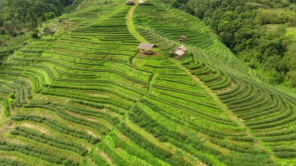 Aerial view of tea plantation terrace on mountain.