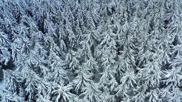 Aerial view of snow covered fir trees, Taunus, Germany