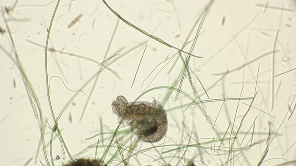 Mating of Two Silent Tardigrada