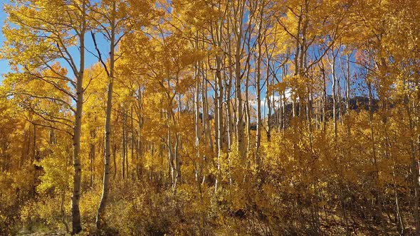 View of blue sky showing through yellow aspen tree leaves in the Fall