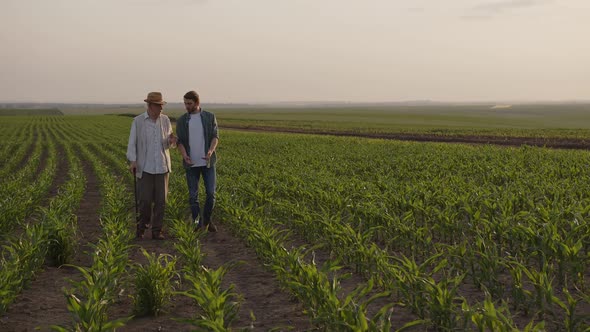 Old and Young Farmers Walk on the Corn Field