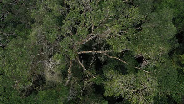 The canopy of a tropical rainforest showing the large branches of a very big tree