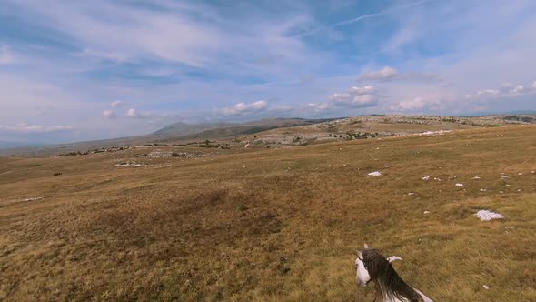 Herd of Wild Horses Galloping Fast Across the Steppe