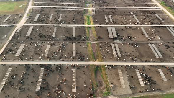 Aerial view of huge cattle concentrated animal feeding operation, CAFO.