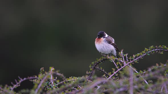 European Stonechat