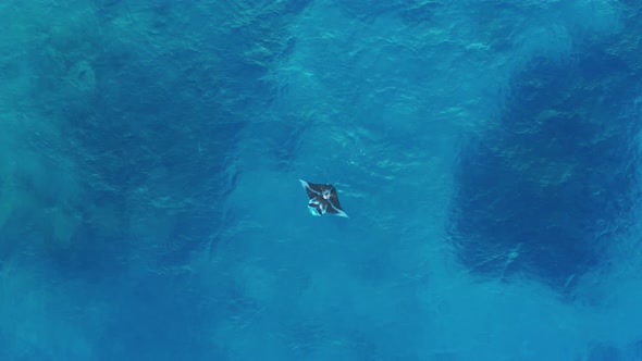 A beautiful, large Manta Ray flapping it's wings by the surface of the water - top view