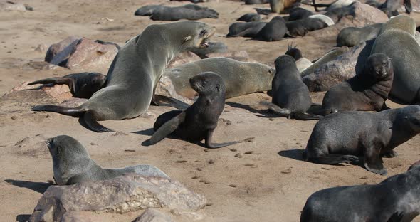 huge colony of brown fur seal in Cape Cross, Namibia safari wildlife