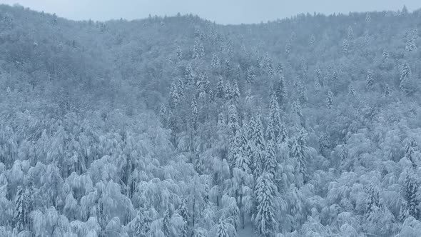 Aerial shot: spruce and pine winter forest completely covered by snow.