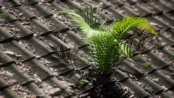 Moss and Fern on Old Roof