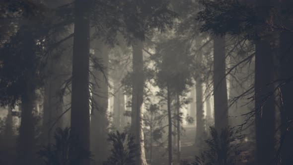 Black Tree Trunk in a Dark Pine Tree Forest