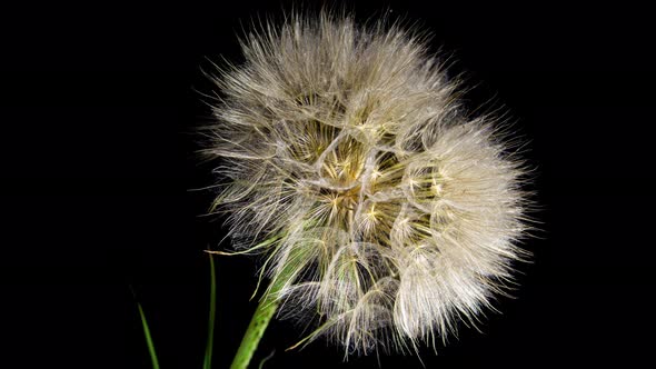 Big Dandelion Seed Blossom Timelapse on a Black Background