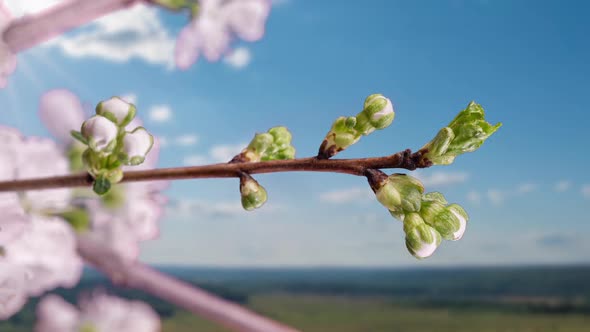 White Flowers of a Cherry Blossom on a Cherry Tree Close Up