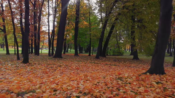 The Beauty of an Autumn Park in St