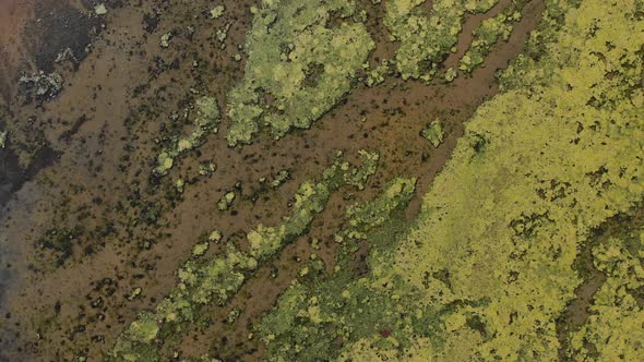 Sea Estuary. Flight Over Water. Birds Fly Over the Water Surface. Flora and Fauna of the Estuary