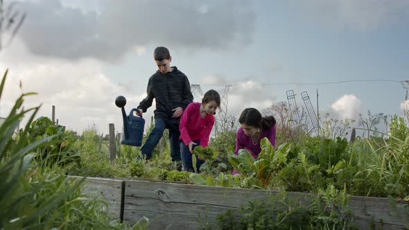 Three kids working in an organic vegetable garden weeding and watering plants