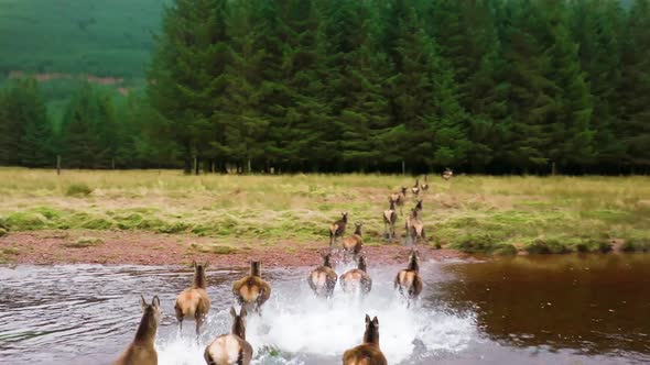 Deer Running In Mountains