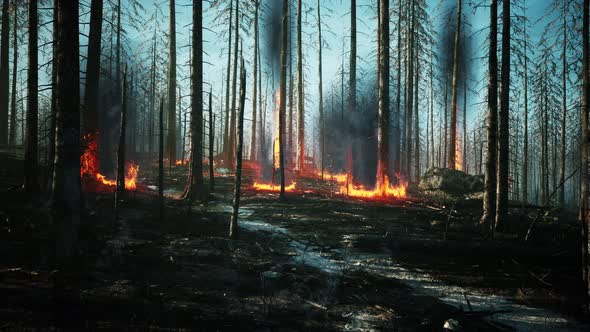 Forest Fire with Fallen Tree is Burned to the Ground