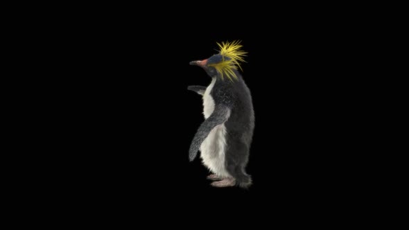 79 Penguin Dancing HD