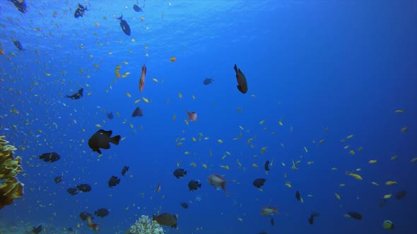 Blue Water Coral Reef Fish