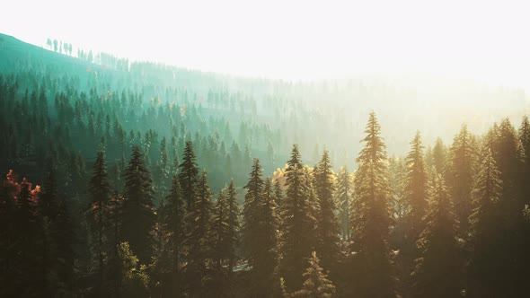 Fir Trees on Meadow Between Hillsides with Conifer Forest in Fog