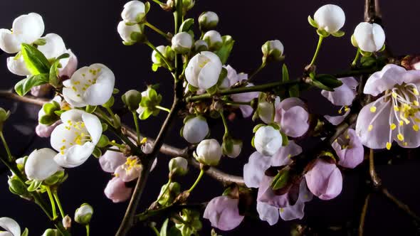 Flowering Branches on a Black Background