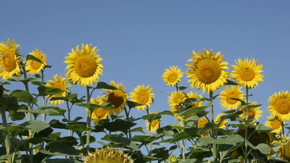 Fields of sunflower Helianthus annuus plant by the day slow-mo video