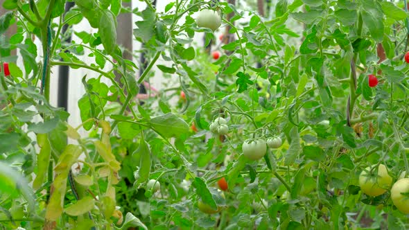 Close Up Of Cucumbers Growing In The Garden.