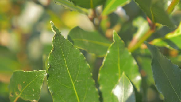 Laurus nobilis laurel tree green leaves outdoor 4K 2160p UHD footage - Laurel slow panning tree  lea