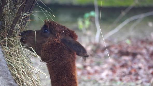 The llama (Lama glama) eating, funny animals, slow motion