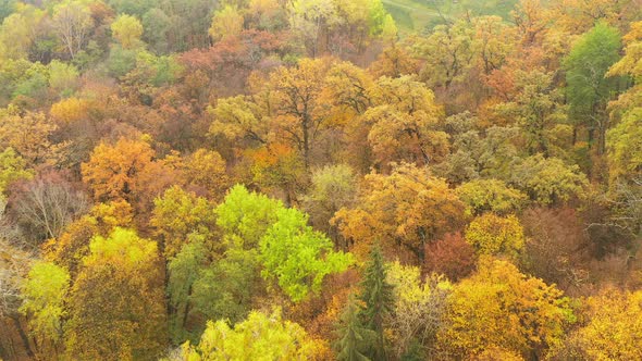 Flying Over Multicolored Trees Foliage in the Autumn Park - Tilt and Pan Drone Shot - ProRes HQ 