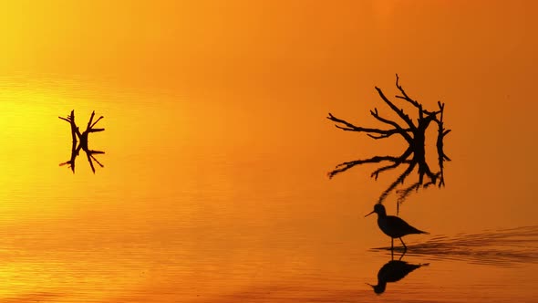 Silhouette pied stilt bird strutting across water reflecting vivid orange sunset