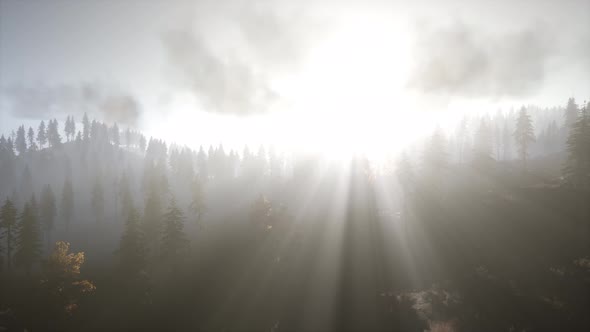 Sun Beams Through Trees