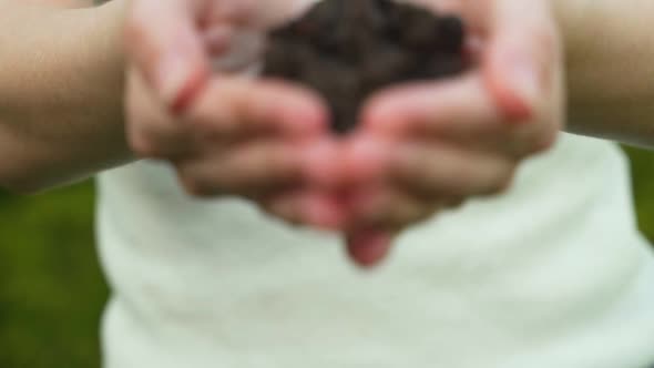 Small Green Seedling in Handful of Soil on Woman Palms Macro