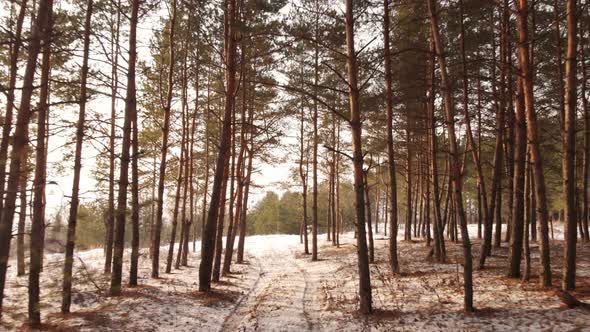 Forest Path