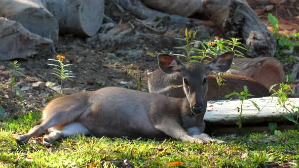 Beautiful Wild Deer Animal with Big Eyes and Long Ears Thailand