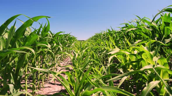 Close-up of Corn Field in Clear Summer Day. Farmer's Field of Young Hybrid Corn, Sowing Scheme 3 on