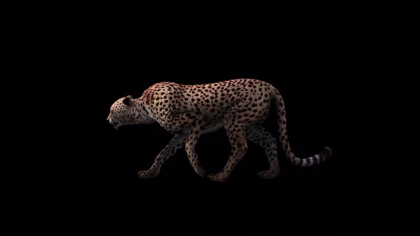 Cheetah Side View Loop Walk