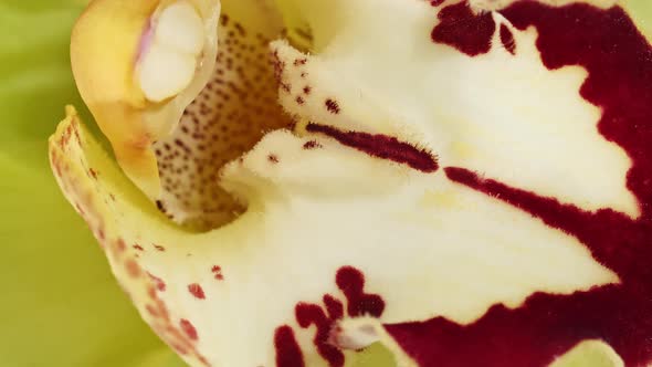 Beautiful Yellow Orchid Rotating on White Background Macro Shot