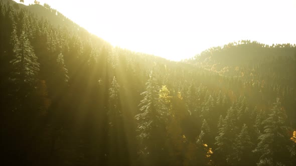 Aerial Drone View Flight Over Pine Tree Forest in Mountain at Sunset alt