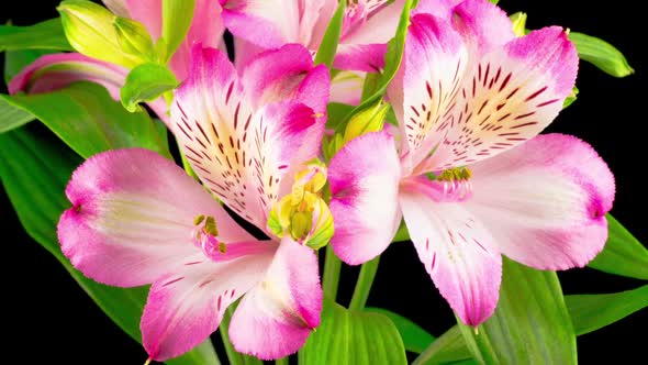 Beautiful Pink Flowers Opening